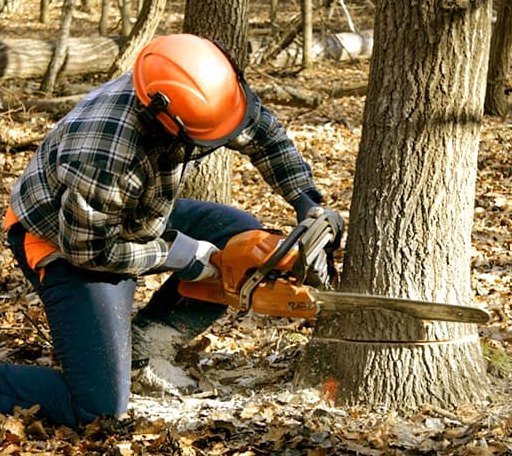 Tree Removal in South Fork, PA